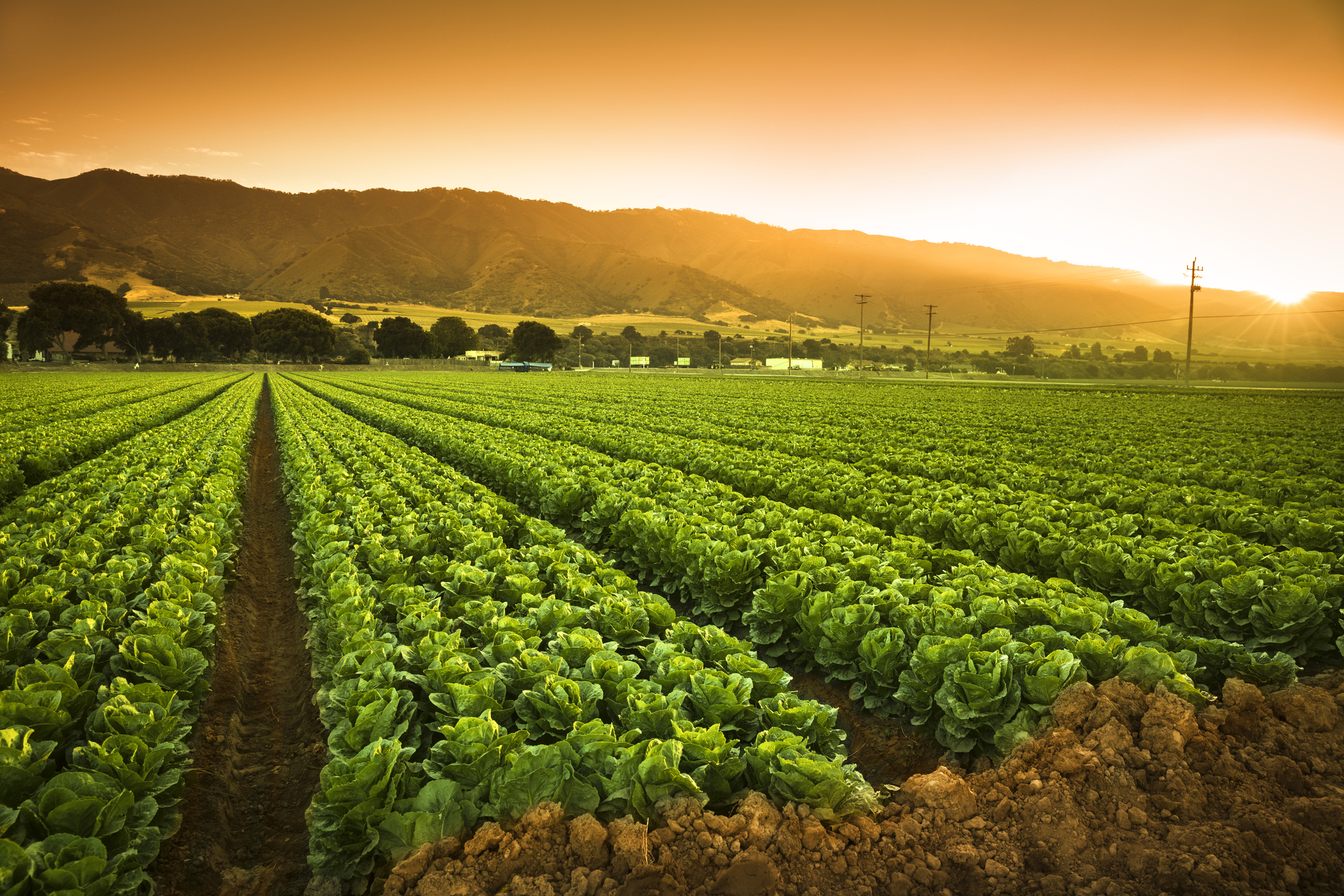 DIPLOMA IN AGRICULTURE (DA)